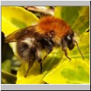 Bombus pascuorum - Ackerhummel 04.jpg